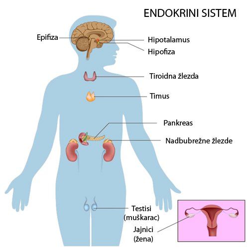 JOGA I HORMONI – ENDOKRINI SISTEM